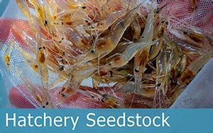 Neglected leaves may revolutionize aquaculture .